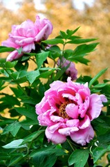 DSC_4850.JPG