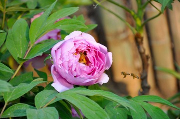 DSC_4866.JPG