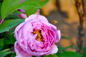 DSC_4871.JPG