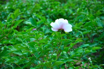 DSC_4888.JPG