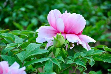 DSC_4894.JPG