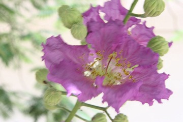 鲜花绽放