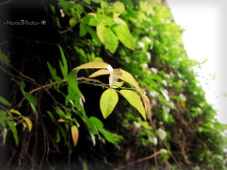 一抹