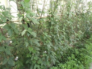 CIMG0861.JPG
