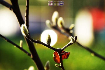 IMG_8129.jpg