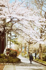 sakura哇