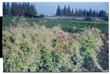 Scan-121007-00472.jpg