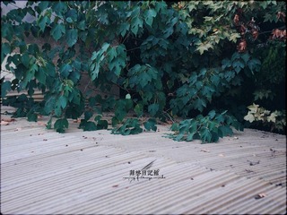 CF0287442.jpg