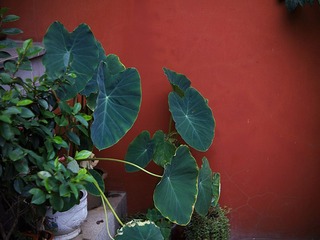 CF0305892.jpg
