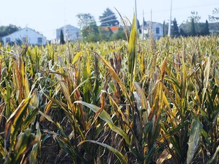 CF0308392