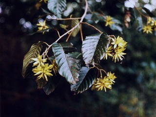CF0308882