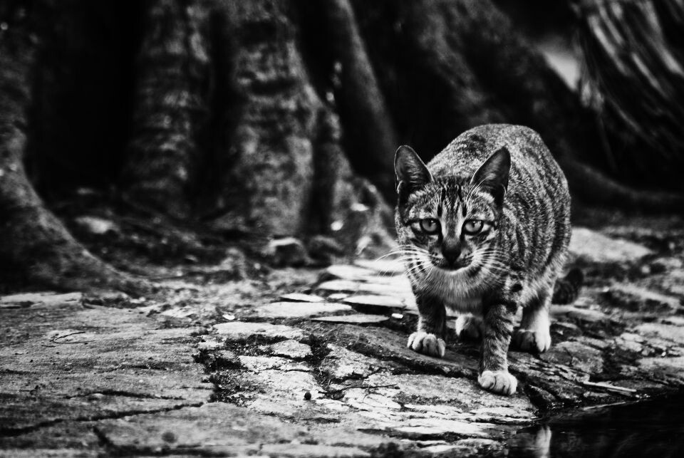 警惕的猫<br />
警惕的猫