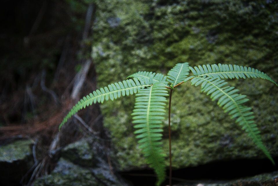 石间绿<br />
蕨类植物