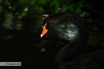 DSC_2560.jpg