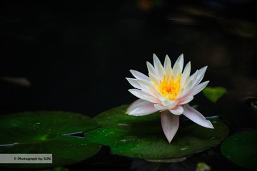 DSC_6150.jpg