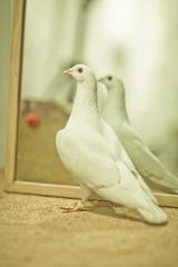IMG_9725.jpg