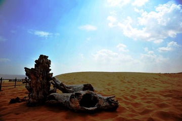 沙坡头