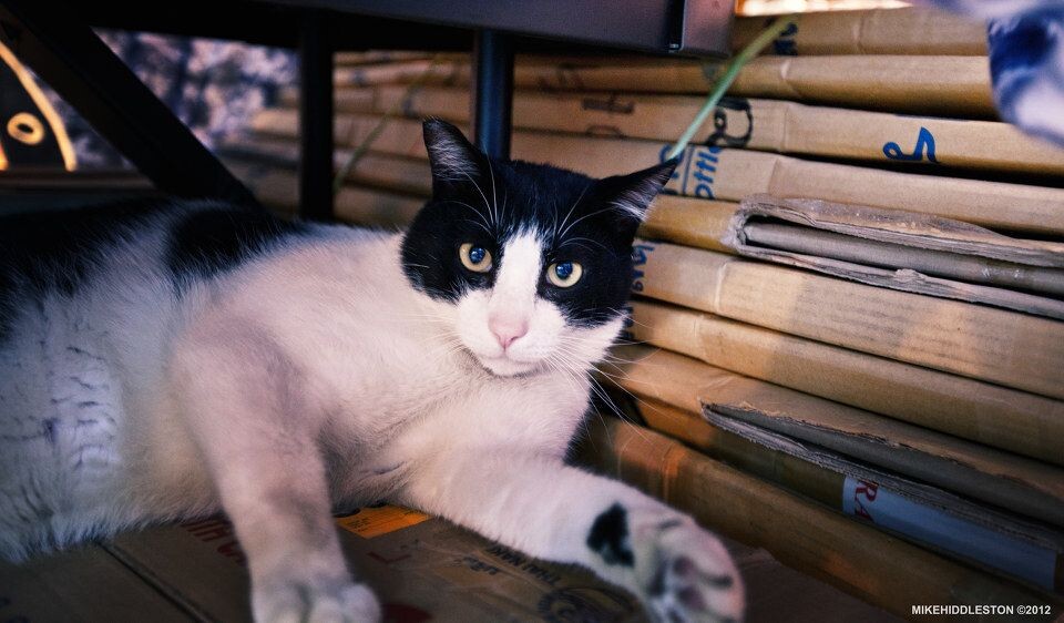 CAT<br />

