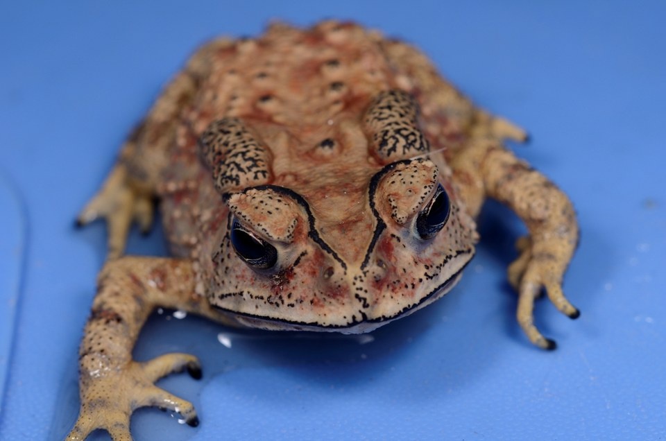 黑框蟾蜍 br /> 科名:蟾蜍科 bufonidae br />  br /> 学名:bufo