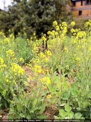 三月的 油菜花