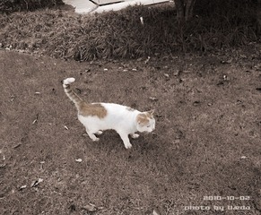 浙大的猫