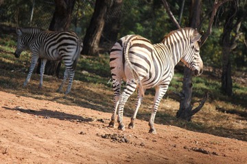IMG_9155.JPG