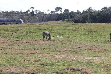IMG_9172.JPG