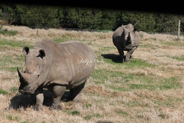 IMG_9175.JPG