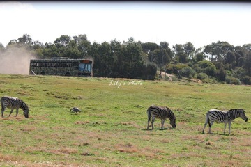 IMG_9177.JPG