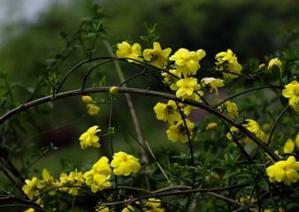 _IGP2439