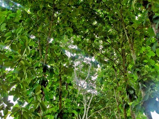The brilliant green