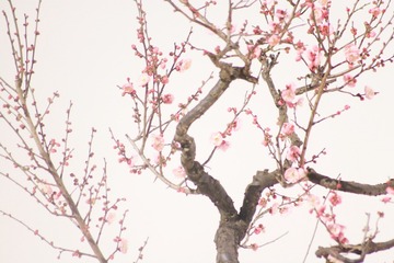 IMG_2856XX
