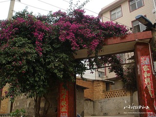 门前的鲜花
