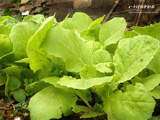 屋后的蔬菜
