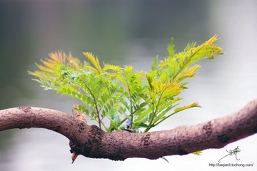 IMG_4465副本.jpg