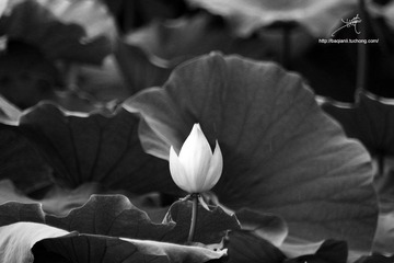 IMG_5319副本.jpg