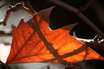 IMG_8019副本.jpg