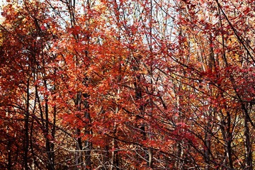 IMG_8570副本.jpg