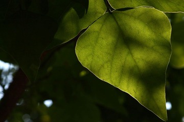 IMG_2056副本.jpg