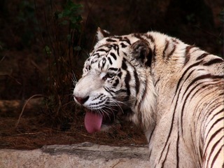 IMG_0983副本.jpg