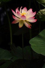 IMG_3838副本.jpg