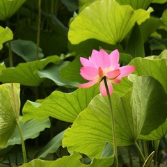 IMG_3806副本.jpg