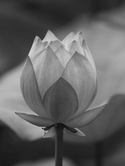 IMG_3890副本.jpg