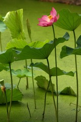 IMG_3852副本.jpg