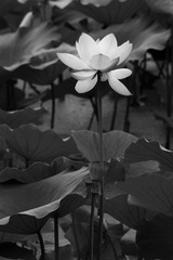 IMG_3810副本.jpg