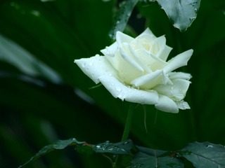 IMG_3907FB.jpg