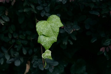 IMG_3915副本.jpg