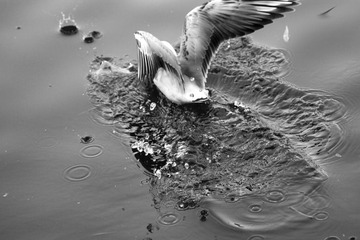 IMG_7668fb