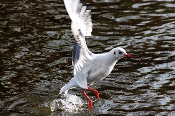 IMG_7820fbx