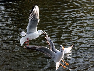IMG_7807fbx